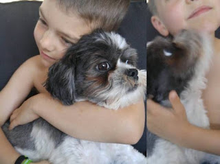 fotos de shih tzu