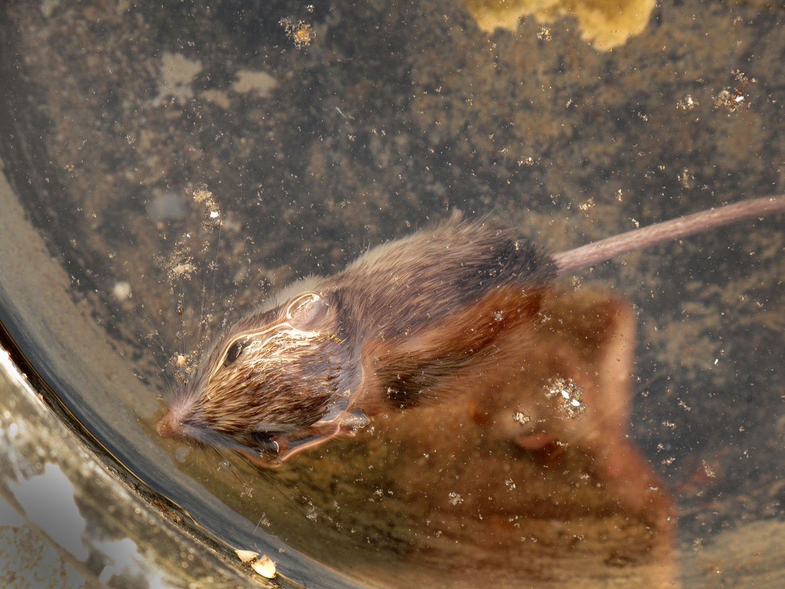 The life of a pioneering photographer. 2013