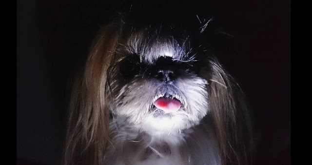 Mito ou verdade: os SHIH TZU realmente podem ver espíritos?