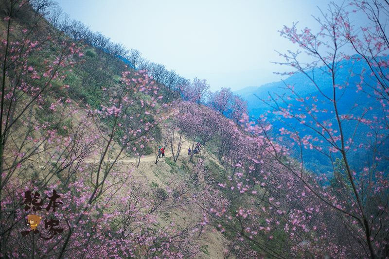 三峽竹崙私房賞櫻景點|熊空櫻花林|三峽媲美武陵農場櫻花林景點|竹崙路櫻花|北109鄉道櫻花林景點