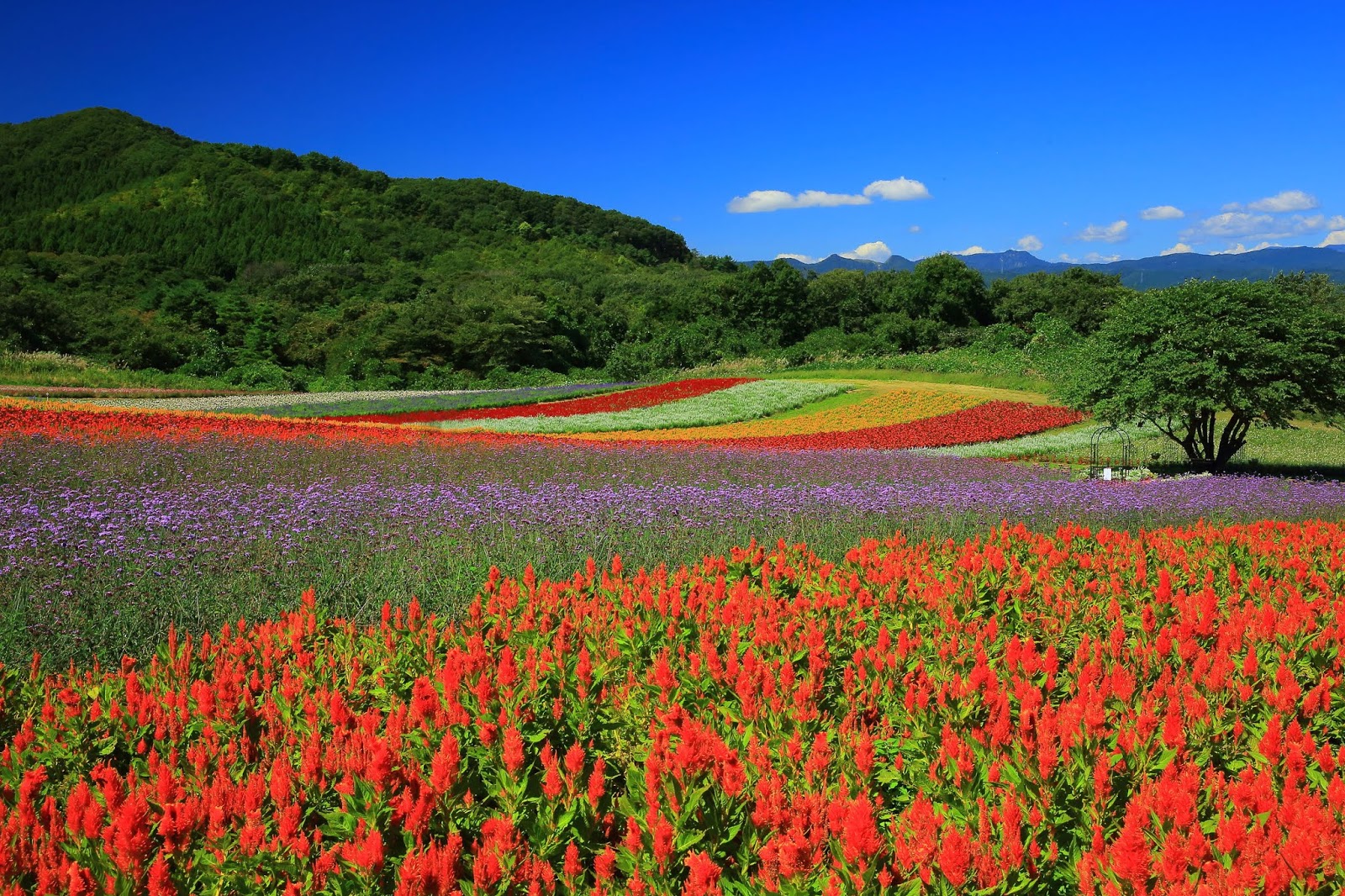 Banco de Imágenes Gratis Fotografías de campos floridos Amazing