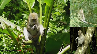 Kerajaan Monyet di hutan Tonjong