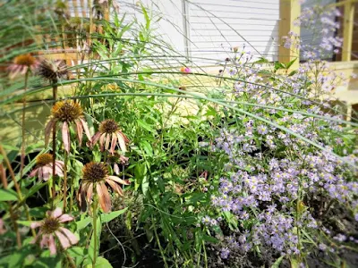garden backyard deck landscaping coneflower purple