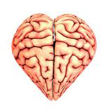 Does the heart have a brain?