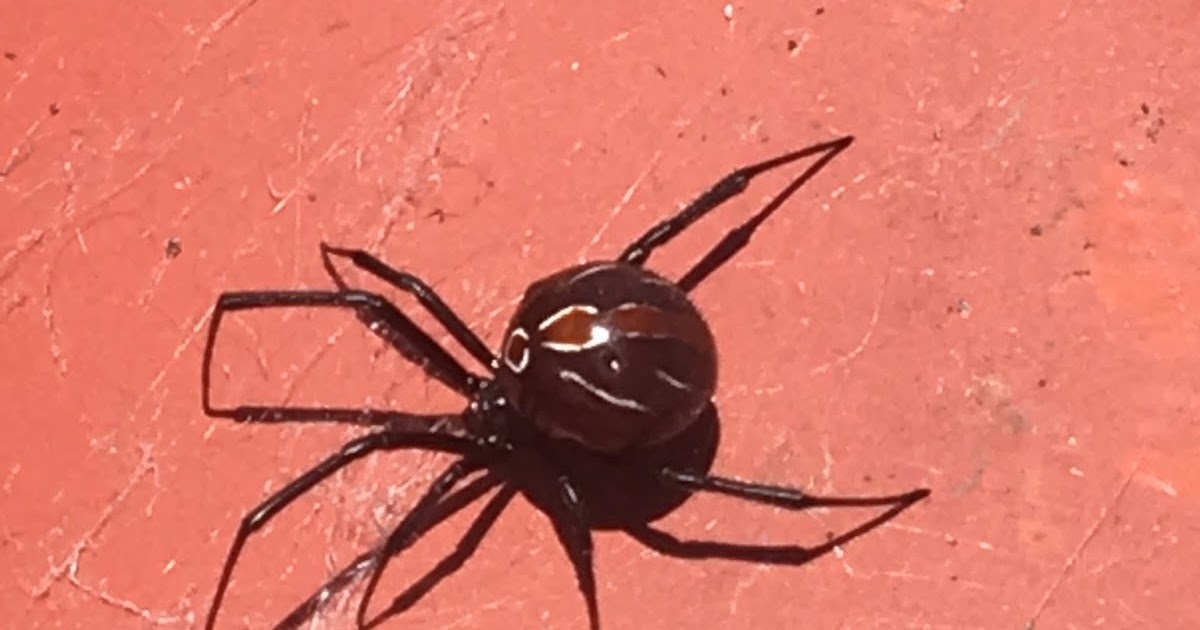Window on a Texas Wildscape Black widow