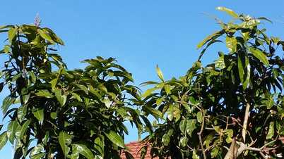 Mango Tree Pruning : How To Train A Mango Tree