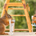 Game, set, squirrel? Rodent pair face off with a mini game of tennis
