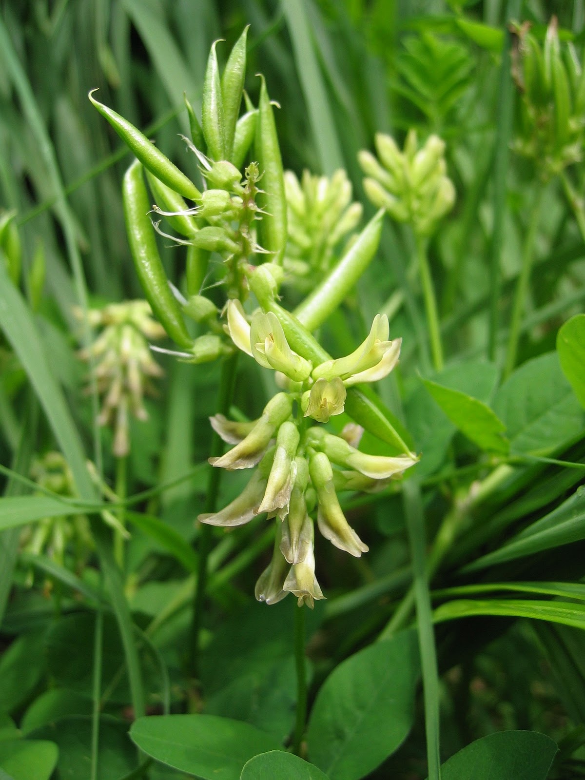 Astragalus "super herb" protects, supports immune system function War in cancerWar in cancer