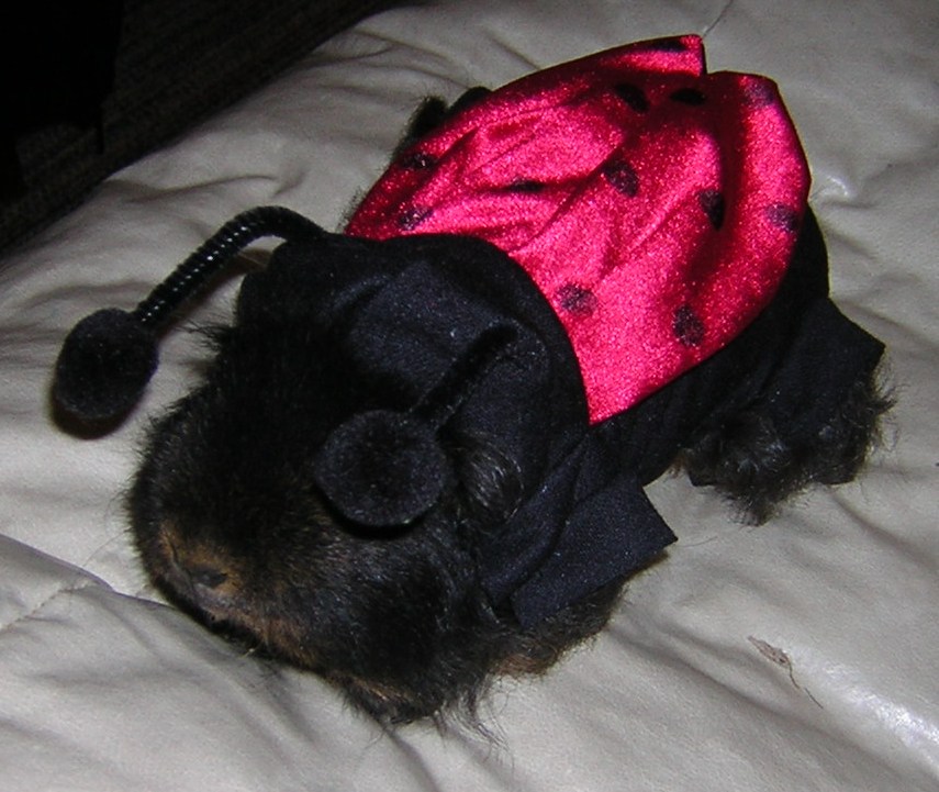 Cavy Savvy: A Guinea Pig Blog: PetSmart Costume Contest