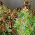 Apicultor Innovador: Miel de Marihuana con abejas entrenadas