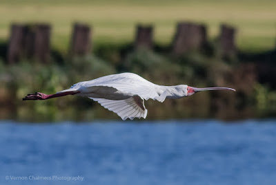 Spoonbill in Flight - Woodbridge Island, Cape Town Copyright Vernon Chalmers Spoonbill in Flight - Woodbridge Island, Cape Town Copyright Vernon Chalmers