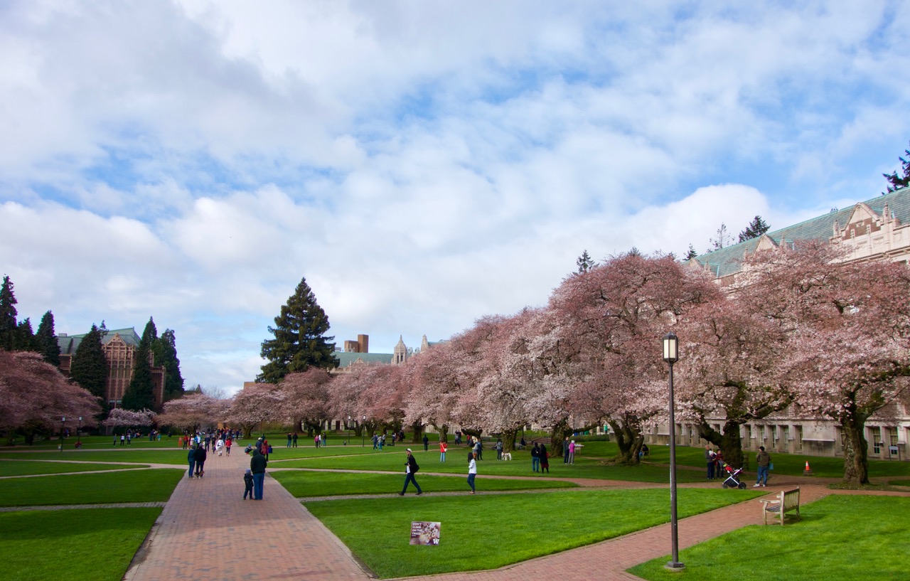 Shoreline Area News Photo Cherry trees in blossom at the UW