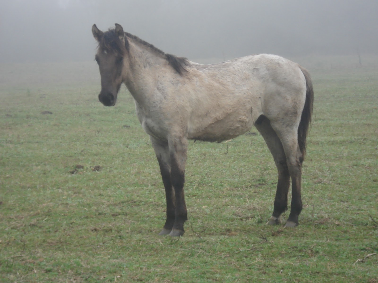 Cavalgando em família. O Maragato