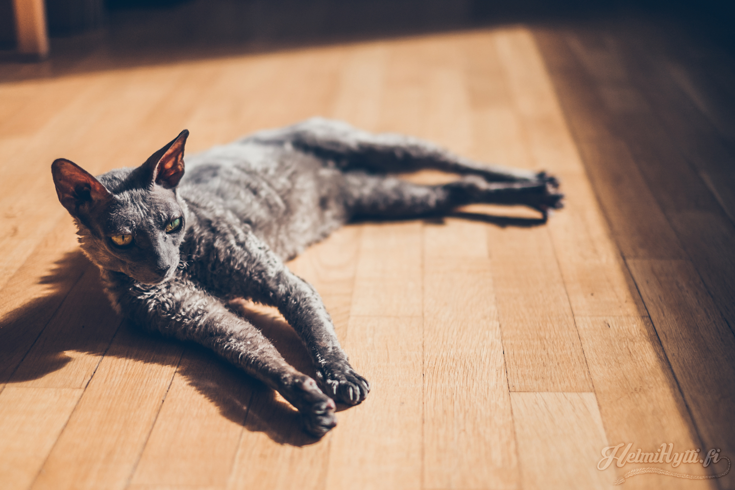 cornish-rex-kissa