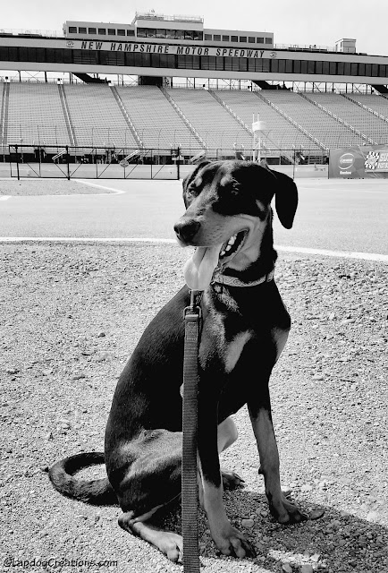 Doberman Mix dog at New Hampshire Motor Speedway