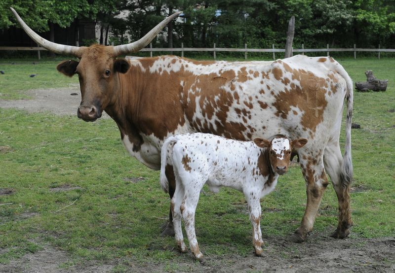 Baby Animals: Baby Cow 5