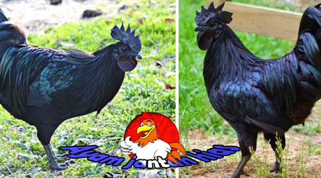 Ayam Cemani Ayam Cemani