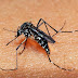 Brasil| Casos de dengue no Brasil aumentam 149% em comparação com 2018