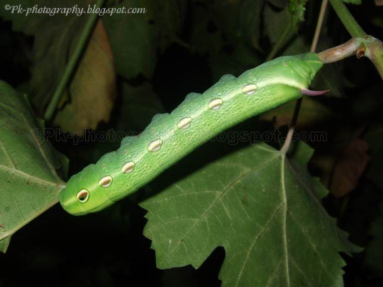 Big Green Caterpillar Nature, Cultural, and Travel Photography Blog