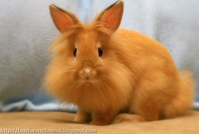 Auburn rabbit