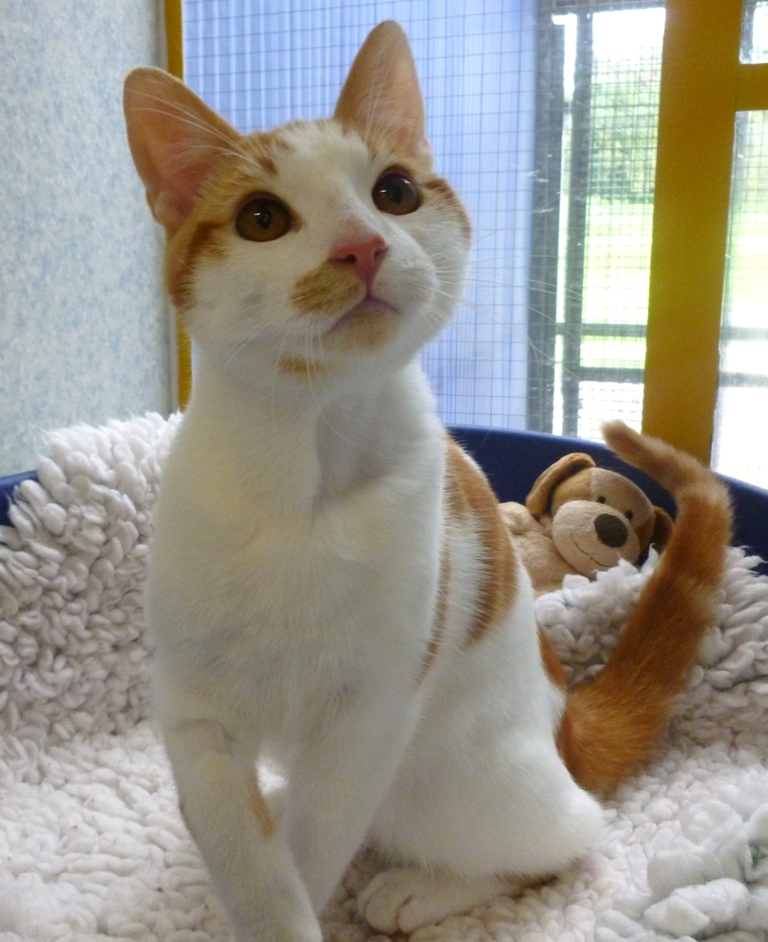 Cats Protection Exeter Axhayes Adoption Centre Zen and Zorba our water loving kittens!