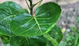 daun mangkokan untuk rambut rontok manfaat daun mangkokan untuk rambut keriting, masker mangkokan dan telur untuk rambut, mangkokan untuk rambut bayi, manfaat mangkokan untuk rambut keriting, khasiat mangkokan untuk rambut lengkap, mangkokan membuat rambut keriting, mangkokan untuk rambut botak, shampo daun mangkokan