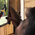 Come and See o: Pictures of Chimpanzee Updating His Instagram Status And Watching Video on IPhone scatters the internet [Video + Reaction]