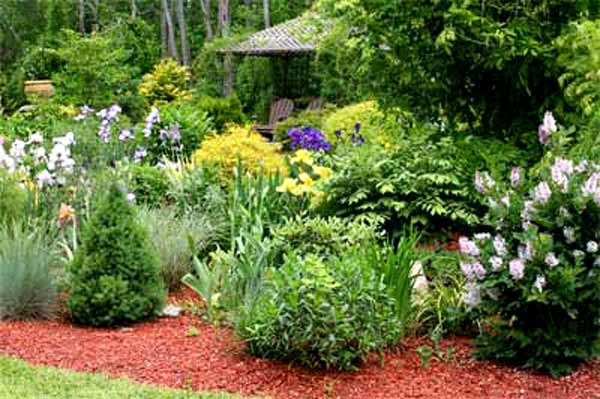 Landscaping Shrubs For Privacy Landscape Ideas