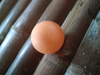 Bola Tenis Meja Bola Tenis Meja