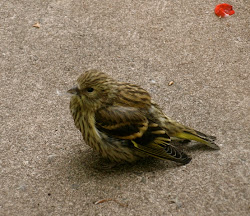 greenfinch siskin friko into conservatory flew sat window