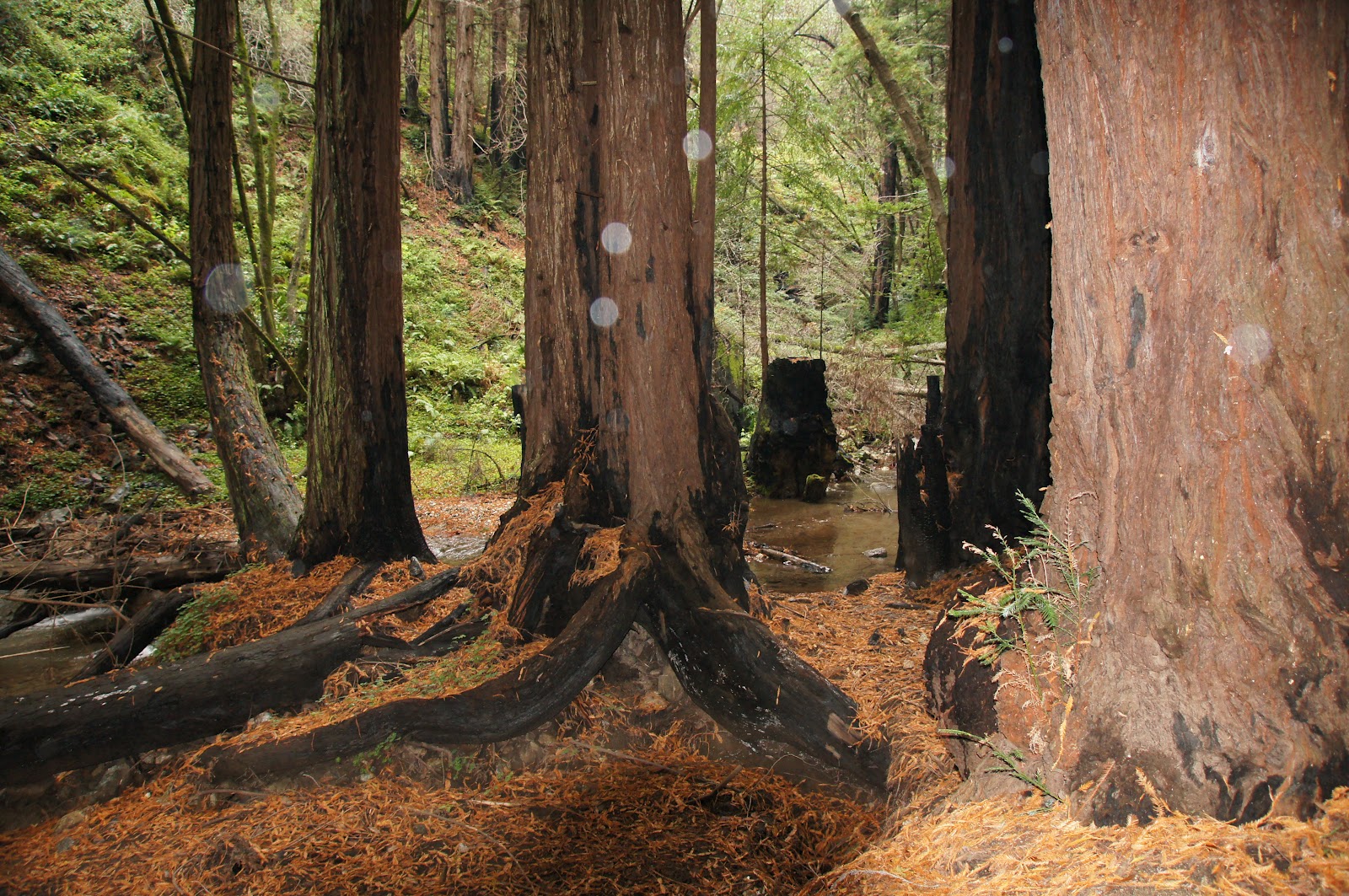 Mamma Quail Hiking California Redwoods In the Rain A Wet Hiking at