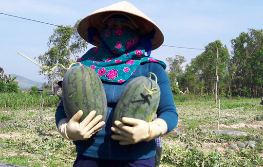 Sau giải cứu nông dân Quảng Ngãi lãi khủng với dưa hấu