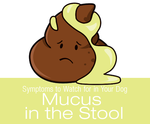 Home Remedy For Dogs Mucus In Stool Home Remedy For Dogs Mucus In Stool