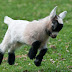 Reasons To Keep A Pygmy Goat As A Pet