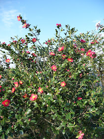 Ma Terre De Bruyere Novembre 2011
