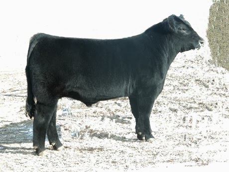 Z-N-T Cattle Co.: Must Use Maine Bulls For Fall 2014