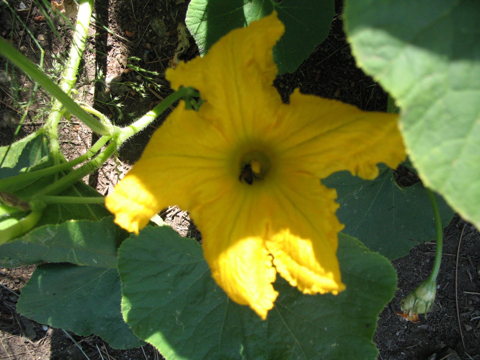 Gardens At Home Pumpkin Flower with Bee