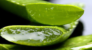 Aloe Vera Para Reducir Las Estrias Aloe Vera Para Reducir Las Estrias