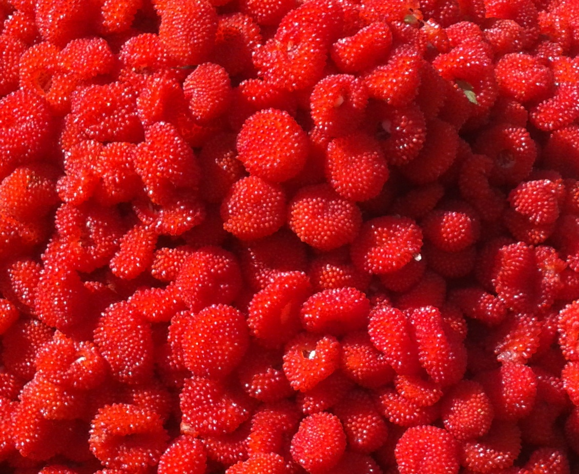 MAURITIUS ISLAND Ile Maurice RED WILD RASPBERRY