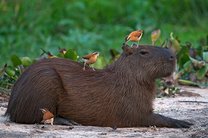 CAPIVARA: O ANIMAL MAIS LEGAL DE TODOS 