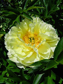 Paeonia Bartzella Itoh Peony Toronto Botanical Garden by garden muses-not another Toronto gardening blog
