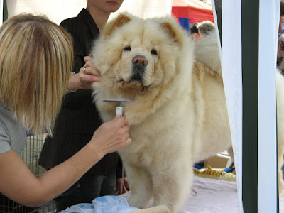 Chow Chow Dog Grooming Pets Singapore