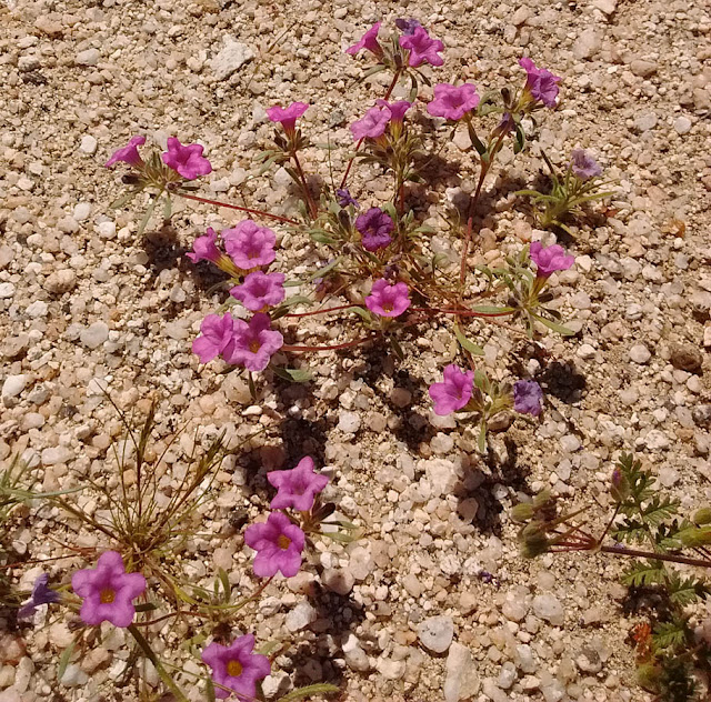 Purple mat Purple mat