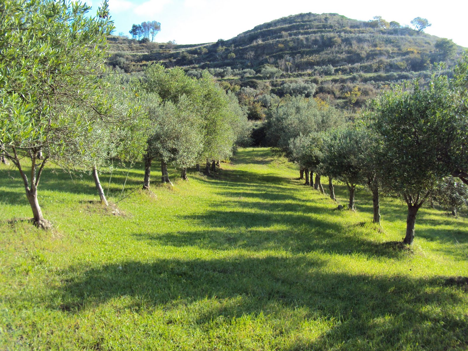 Sicilian Olive Grove for Sale Sicilian Olive Grove in Ragusa for Sale