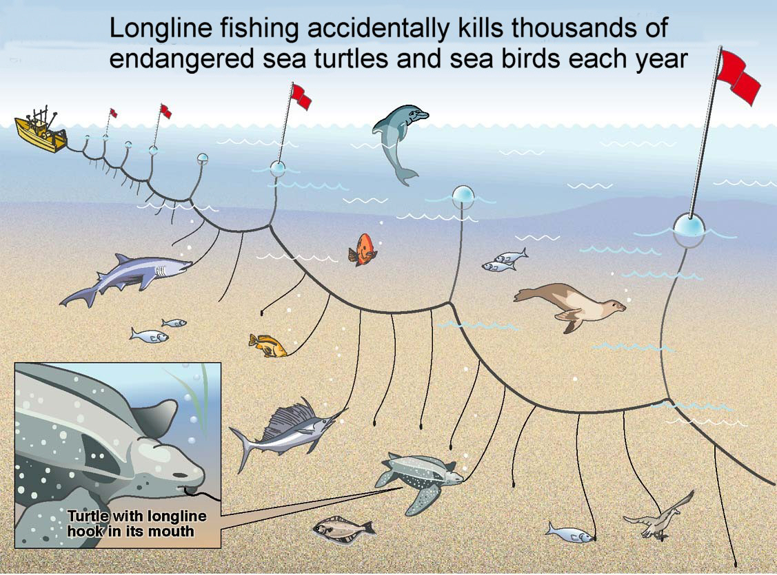 Commercial Overfishing Bycatch