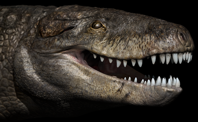 Gigantic crocodile with T. rex teeth was a top land predator of the Jurassic in Madagascar Gigantic crocodile with T. rex teeth was a top land predator of the Jurassic in Madagascar