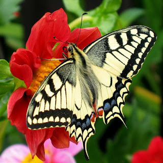 https://en.wikipedia.org/wiki/Butterfly#/media/File:Fesoj_-_Papilio_machaon_(by).jpg