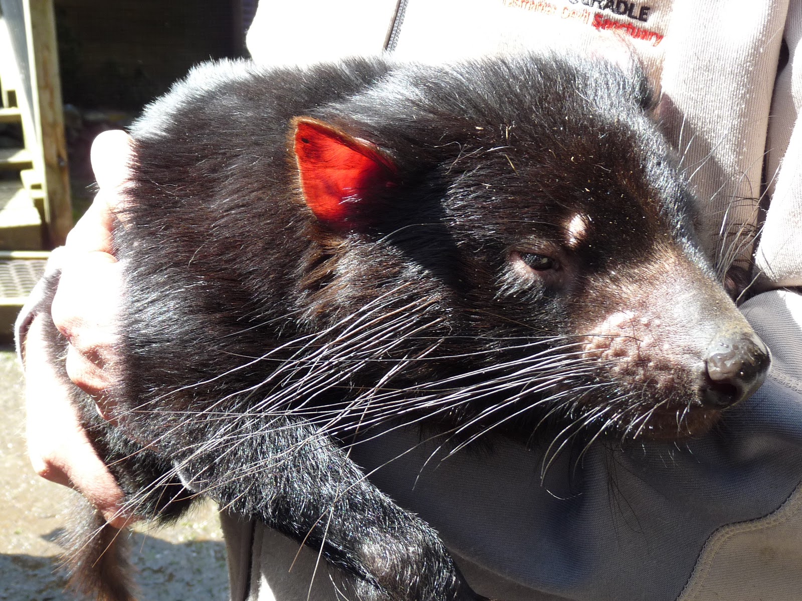 Simply Joolz: Animals in Tasmania