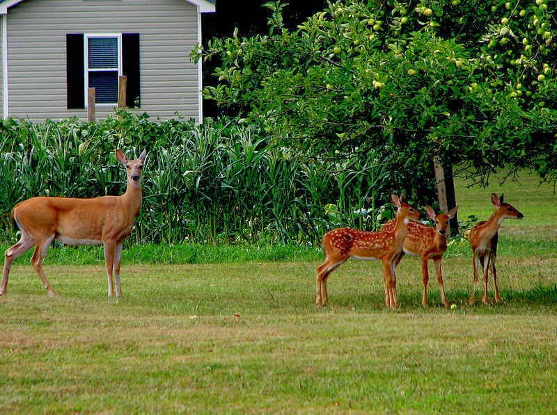Mama Doe Days: Cool Whip Cookies