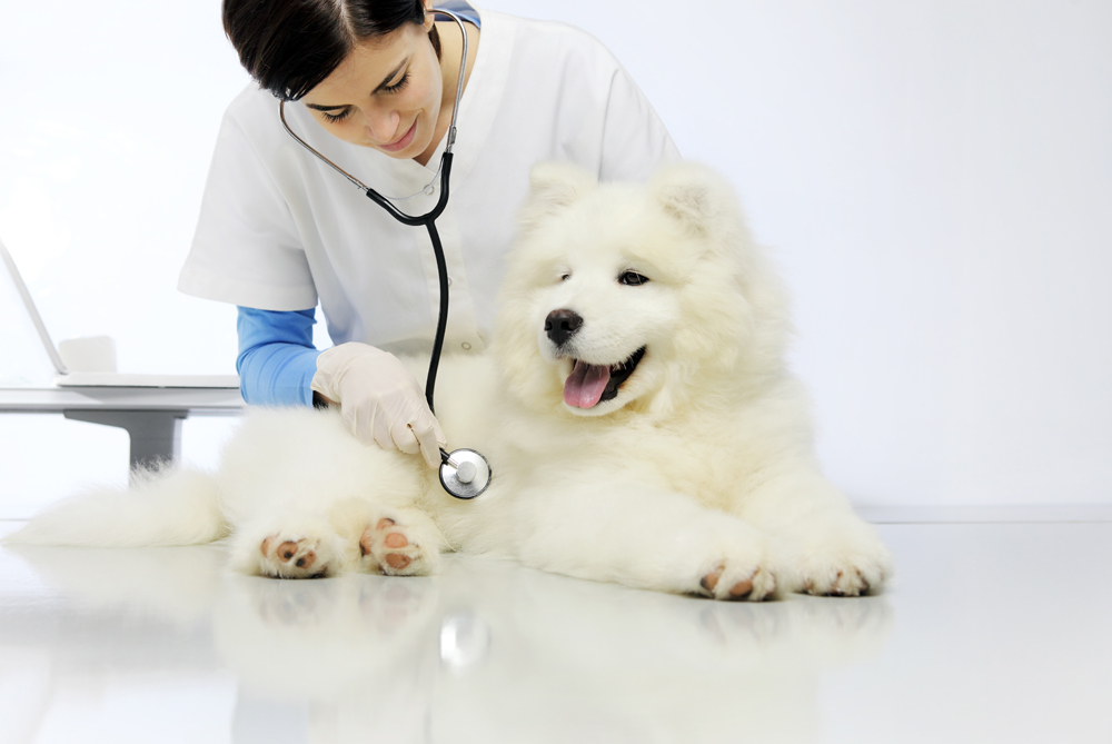Making Vet Visits Less Stressful is Essential, and Here's What We Can